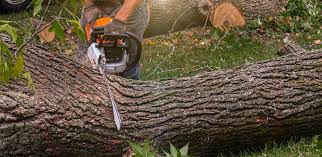 Best Firewood Processing and Delivery  in Cleveland, WI