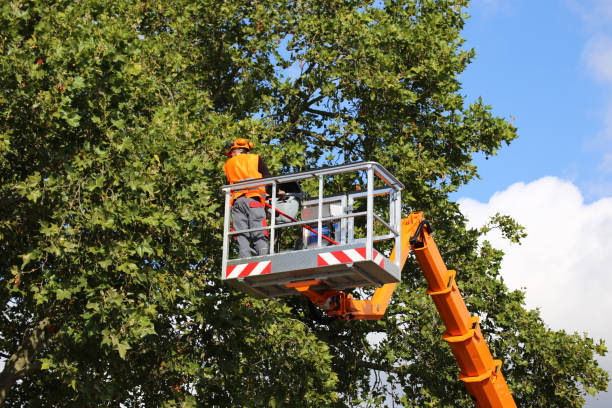 Cleveland, WI Tree Services Company