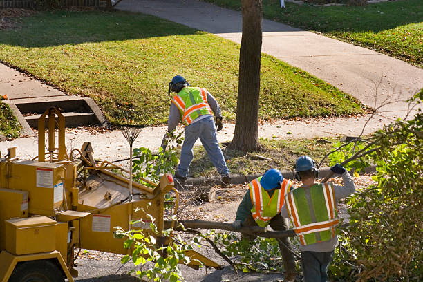 Best Tree Maintenance Programs  in Cleveland, WI