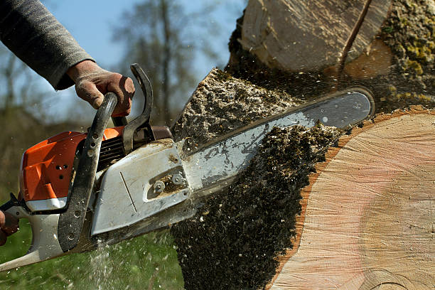 Best Tree Cabling and Bracing  in Cleveland, WI